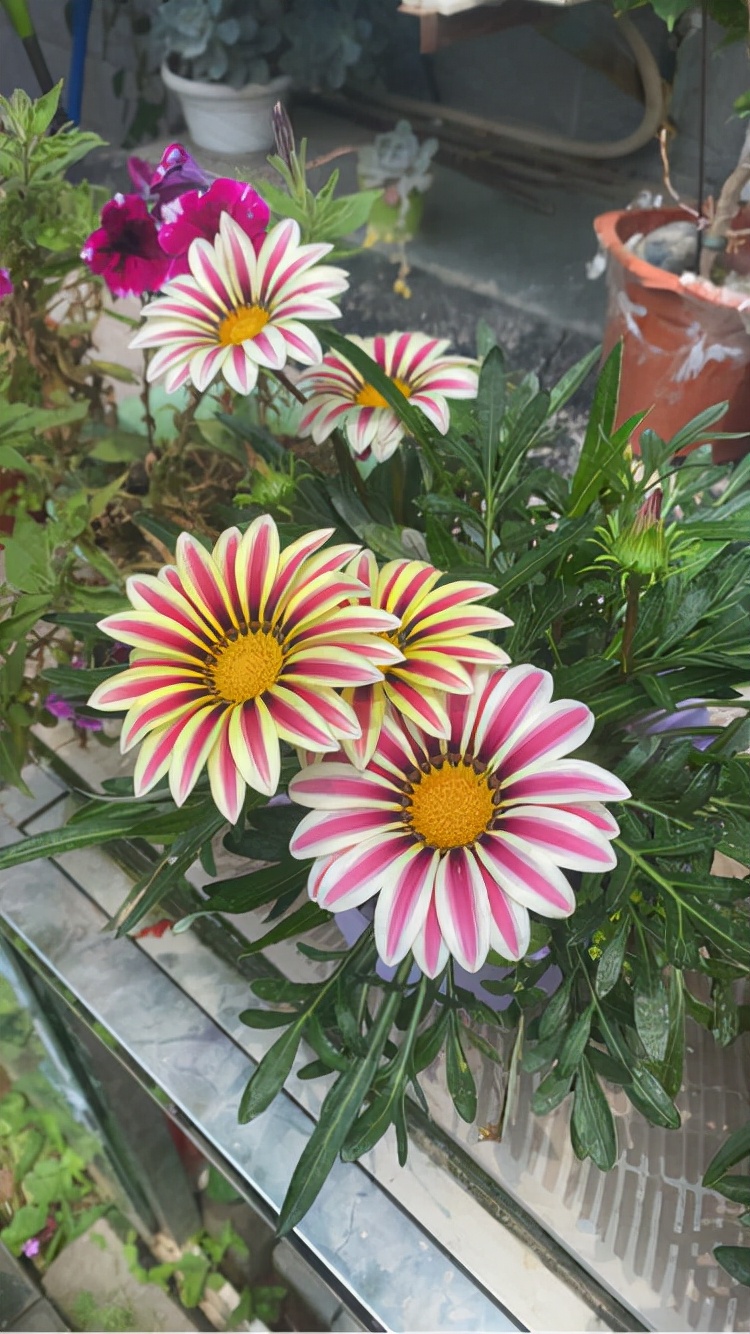 鲜花种类及图片大全(图文讲解100种常见的花)