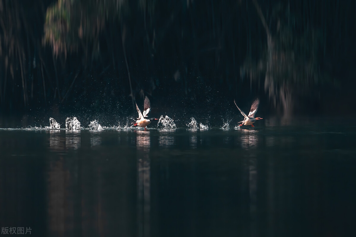 南湖秋水夜无烟下句（王昌）