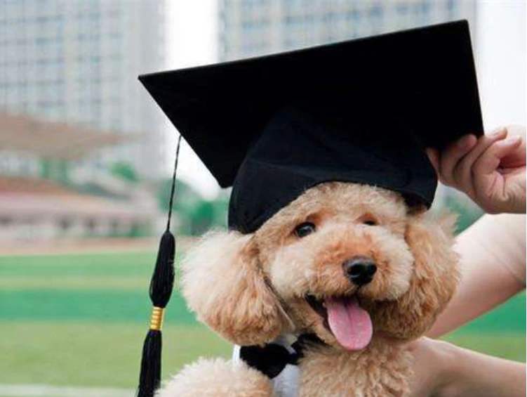 养狗,我劝你别养贵宾犬,原因有六个