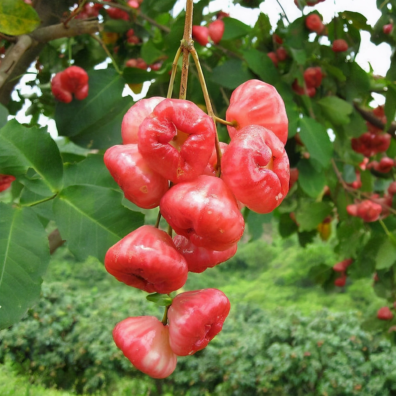 莲雾怎么吃要削皮嘛水果莲雾好吃吗