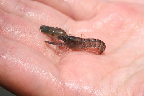 身怀绝技的海里小生命小东西