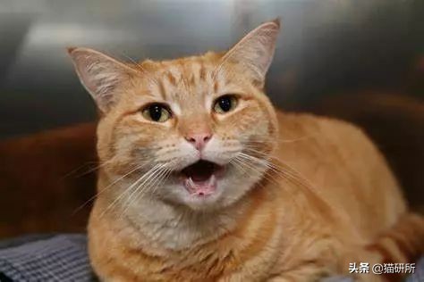 尿闭、尿血...猫咪泌尿问题反反复复，可能是弄混了这3种病