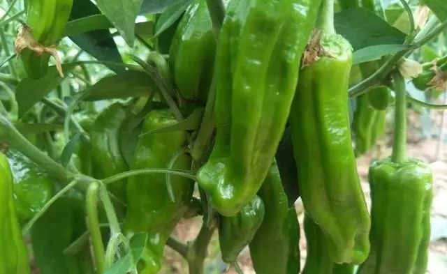全国十大名椒新鲜出炉，你知道是哪几个吗？