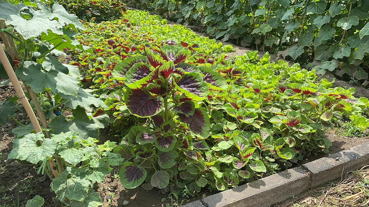 红叶苋菜的功效与作用 -生活知识库-动动脑