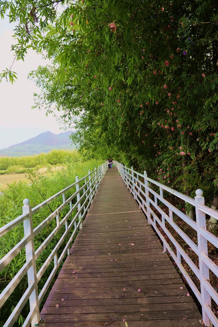 丽江拉市海，骑马走茶马古道，赏鸟走观湖长廊