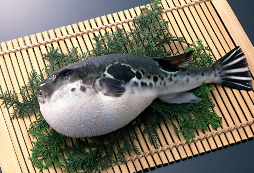 中了河豚毒怎么办？河豚的饮食文化及其致命性