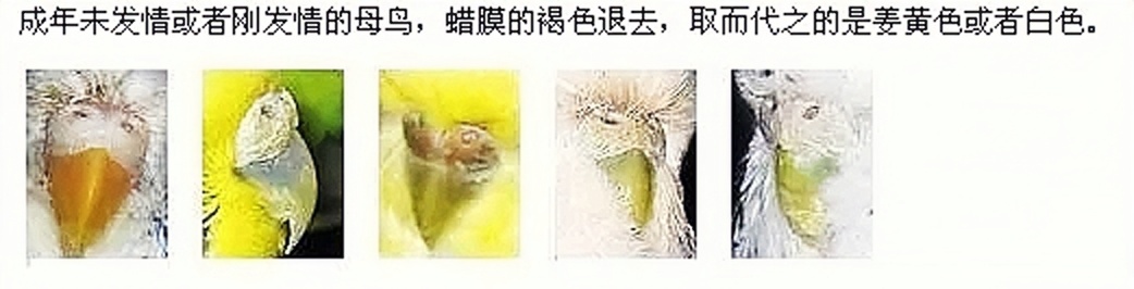 虎皮鹦鹉怎么区分公母，图文解说，包涵全部成长周期图片！必看！