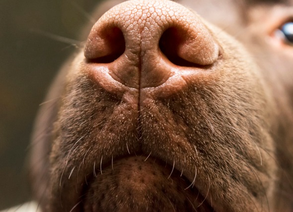 狗鼻子干燥就代表生病？别再信这些谣言了