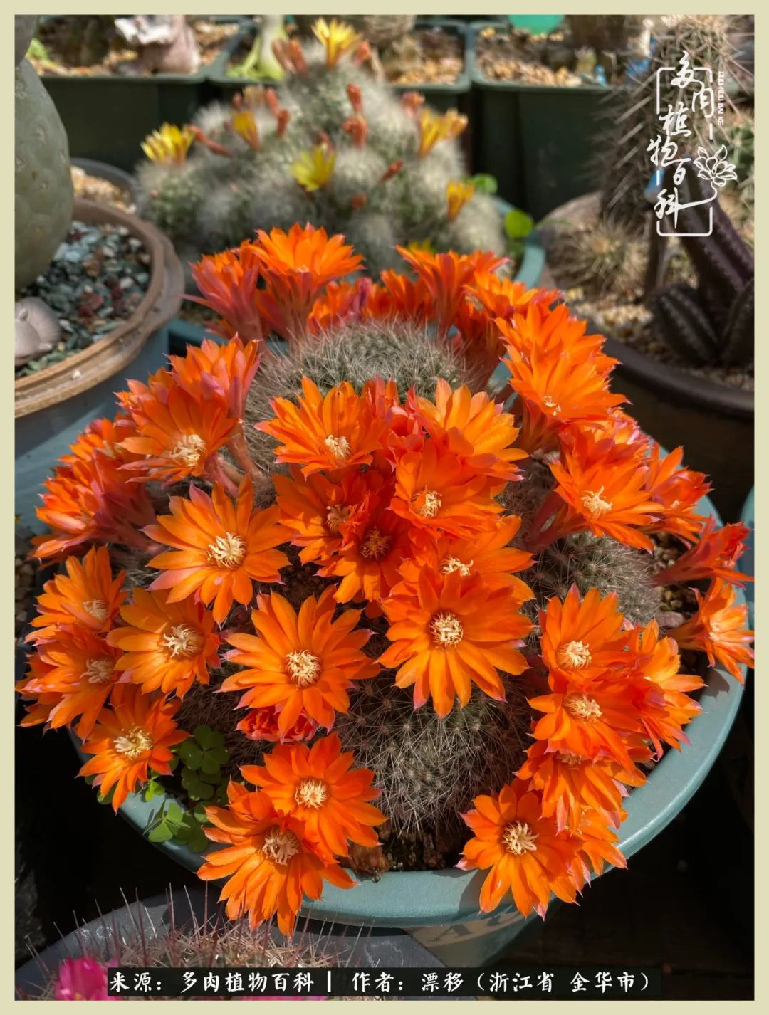 仙人球开花盛宴:让生活习惯花儿的陪伴