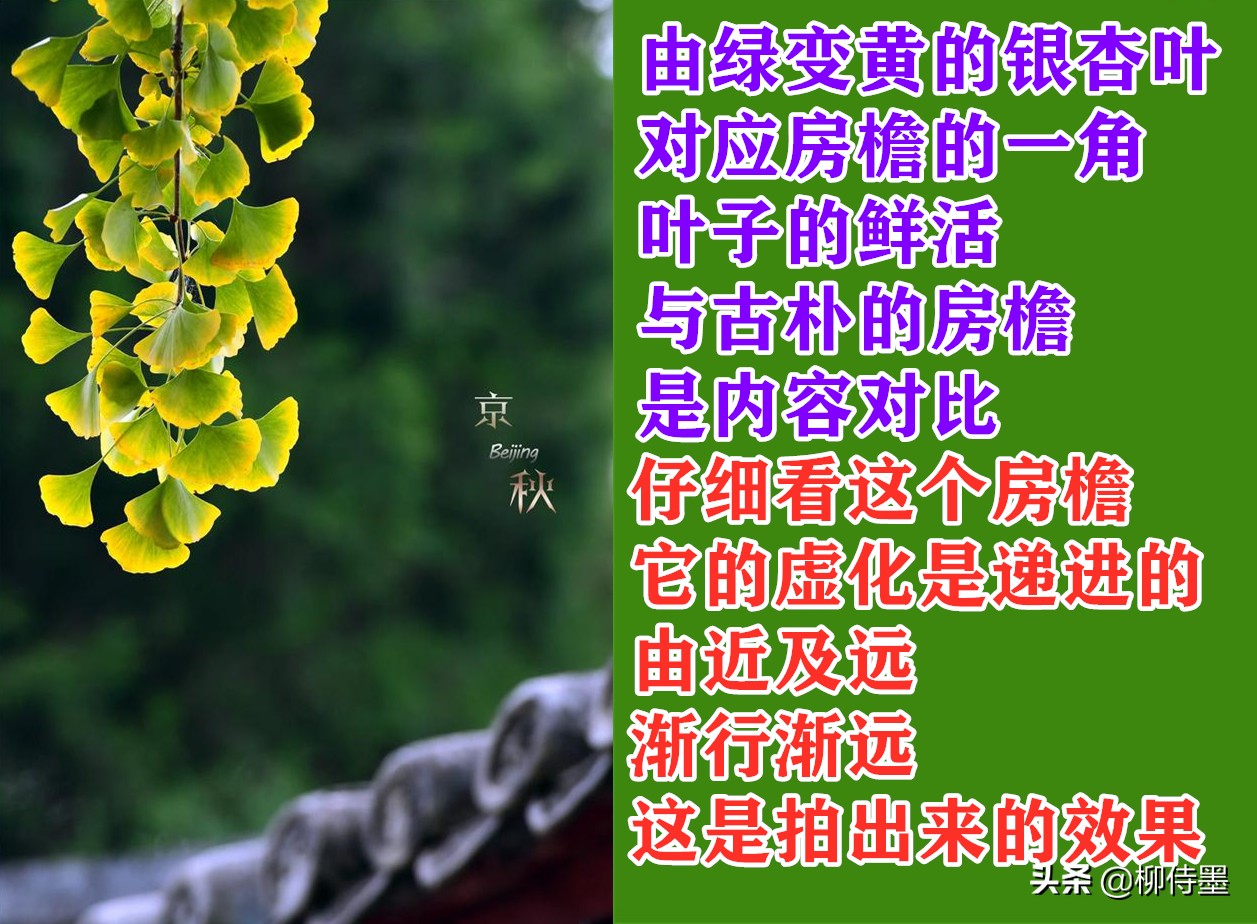 叶子形态各有千秋，跟着摄影师学拍照，拍美“一叶知秋”