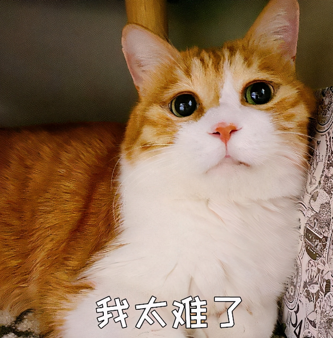 猫咪饿了的表现（猫咪想吃东西就会有这几种行为）