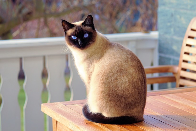 这几种猫，一旦变成流浪猫，可能很快会丧命