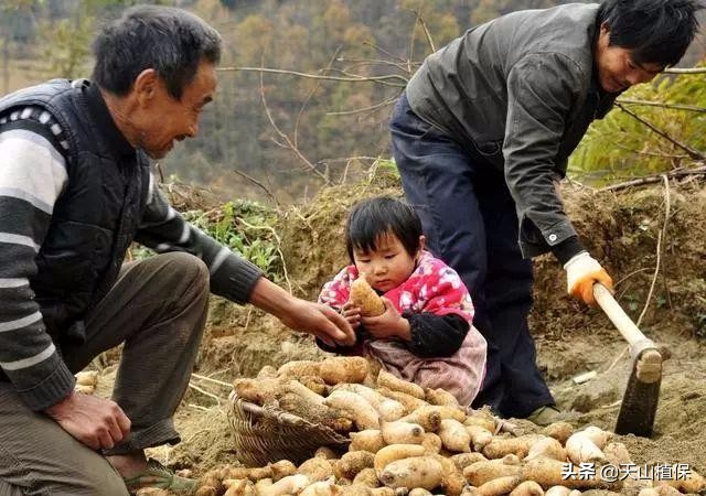 种植枸杞、金银花、天麻和桔梗，用途多销路广，市场供不应求