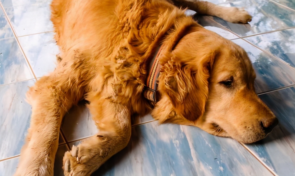 金毛犬拉稀怎么办？