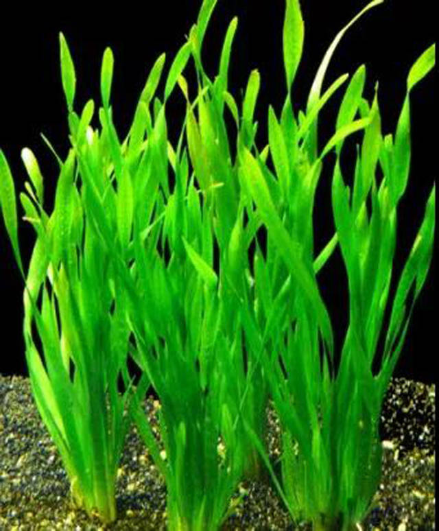 庭院设计师精心总结的15种适合庭院水池栽种的水生植物,建议收藏