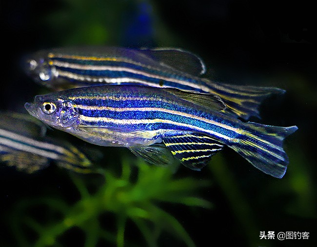 热带淡水观赏鱼,三大产区及鱼类介绍