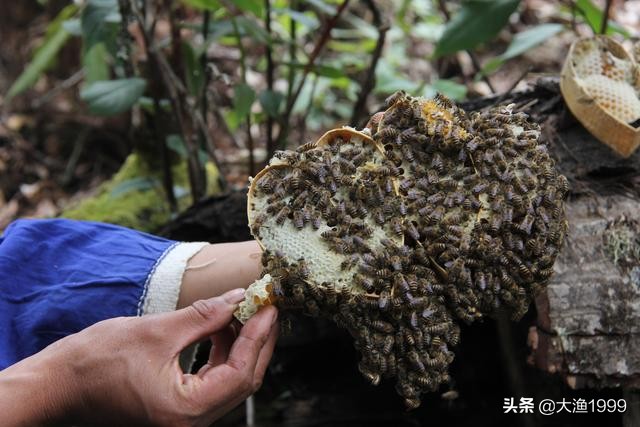 寻找最天然蜂蜜：到云南维西傈僳山寨品尝百花野蜂蜜
