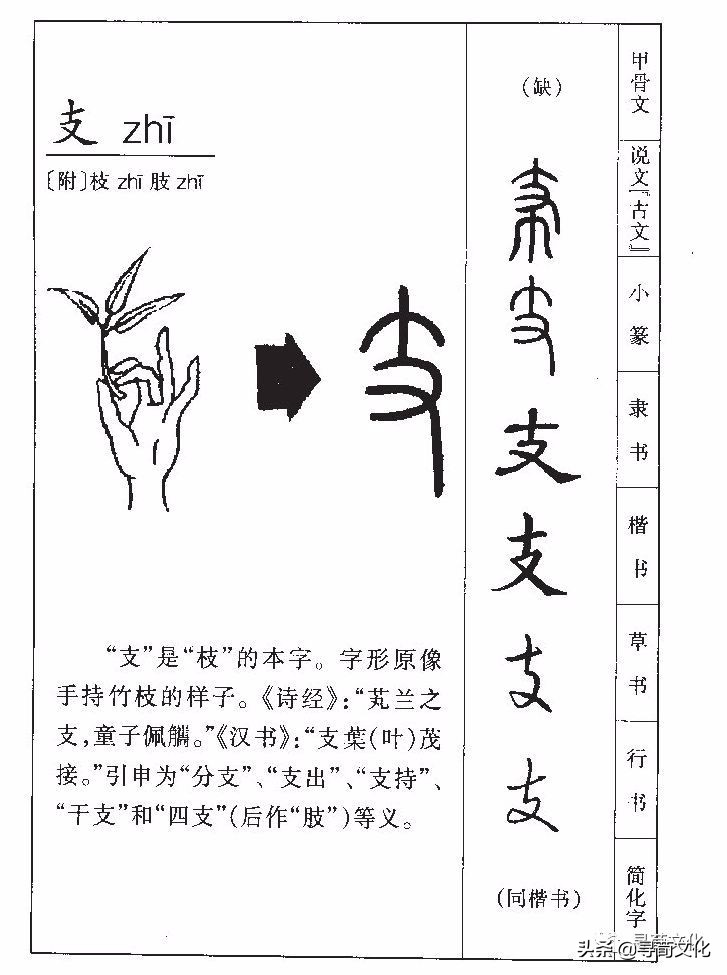 支姓氏的汉字演变和家族来源过程荀卿庠整理