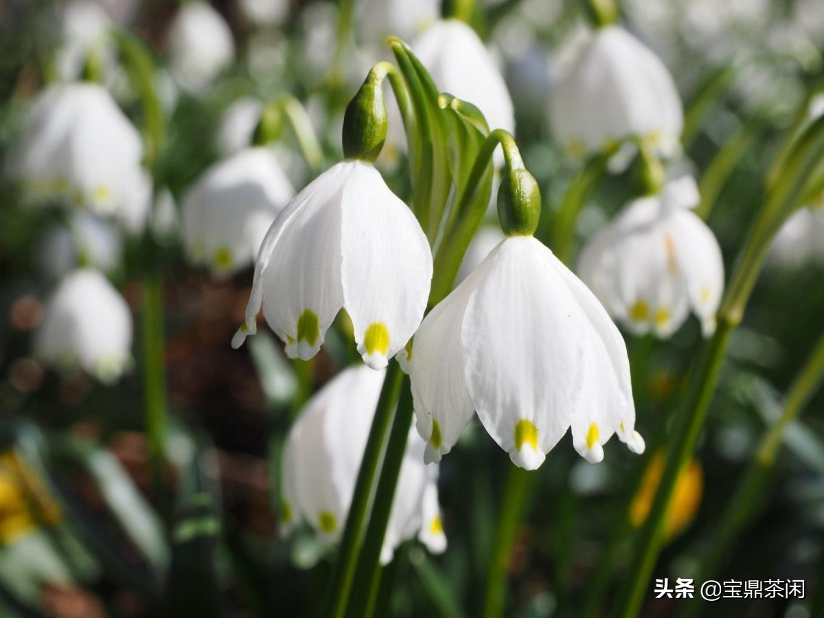 雪滴花的花语（揭秘雪滴花你不知道的那些小知识）