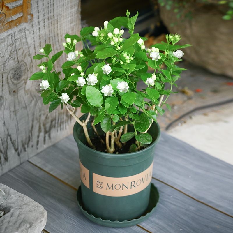 20种“懒人”花草，阳台客厅必备，好养好看，还能净化空气