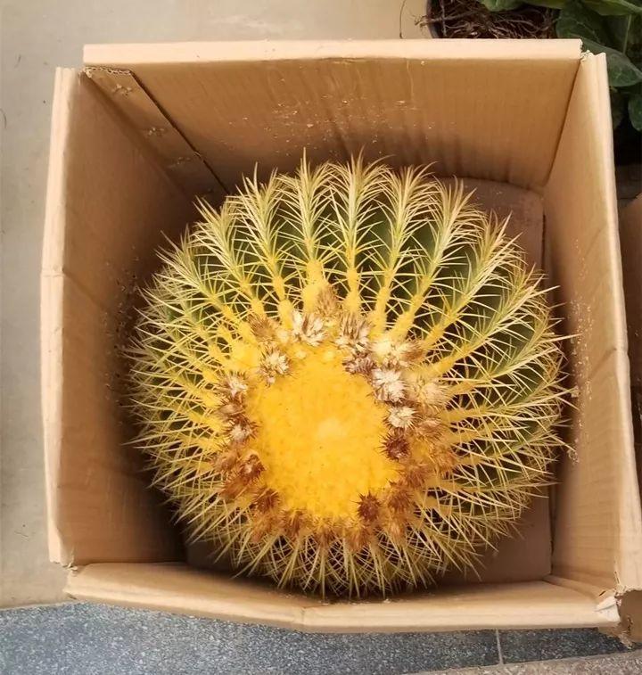 喜事送什么花（送花不送盆什么意思）