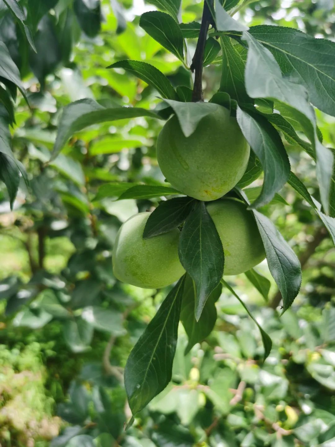 比如:五月李,黑布林,酸李子,野李子,红布林,半边红,樱桃李等等,而汁