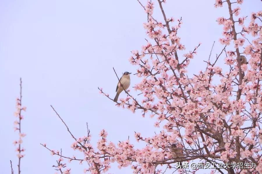 兵工七子之一，走出共和国少将、大国重器总师，西安工大实力硬核