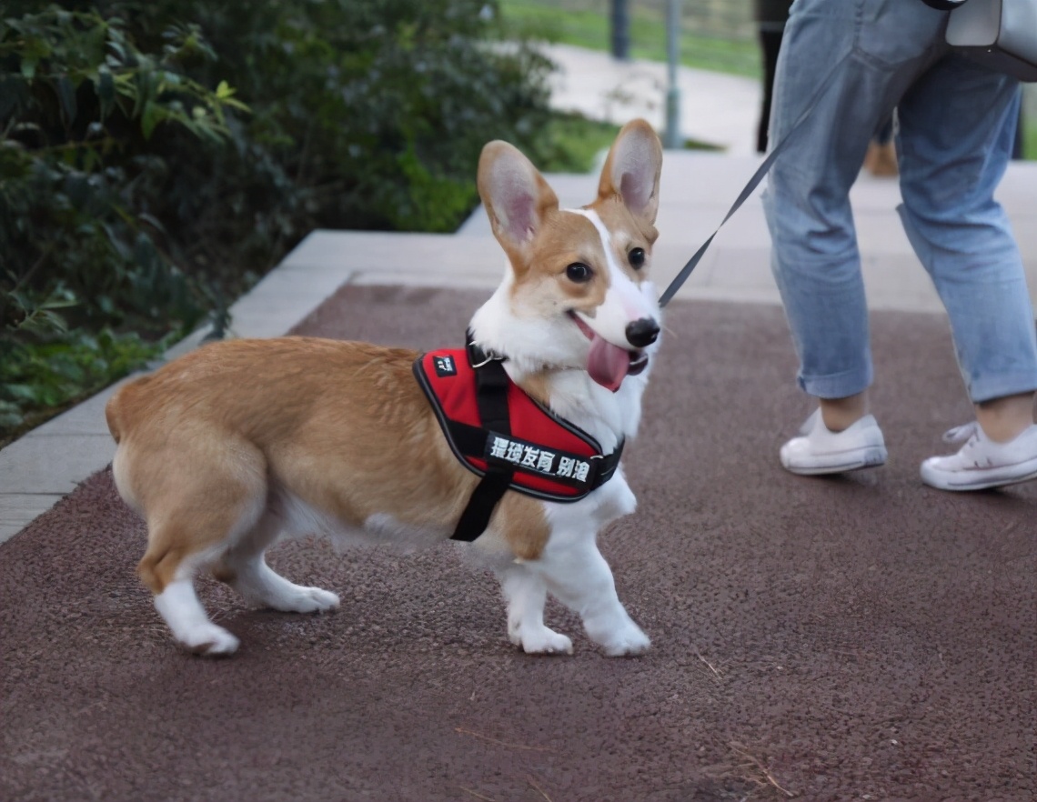 柯基标准体重是多少斤?