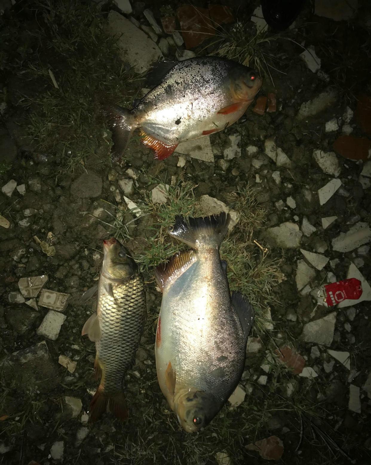 紅腹食人鯧,紅腹食人鯧魚