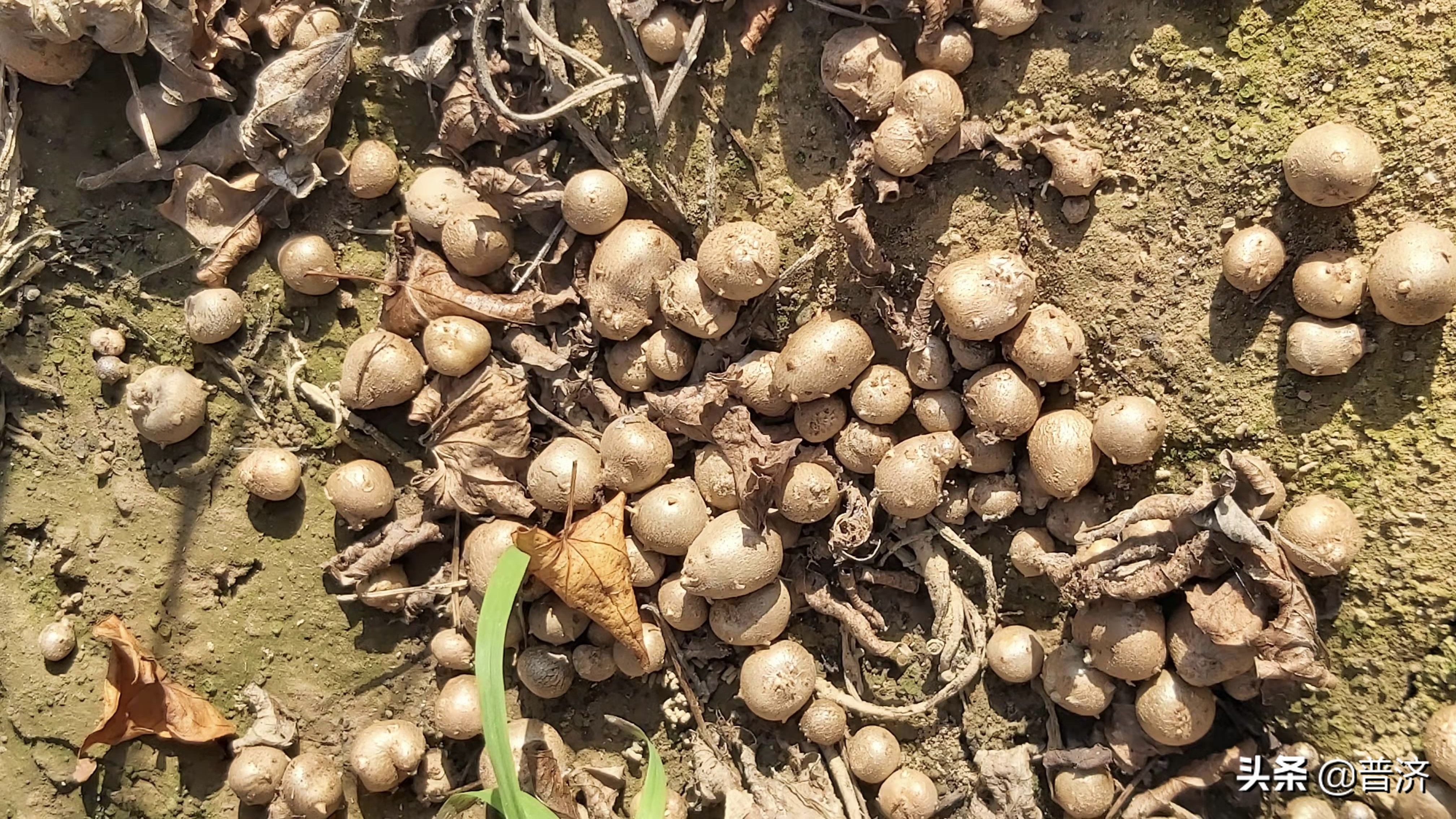 山药蛋蛋,农民用来喂狗,李时珍认定补品,其实还是高级食材