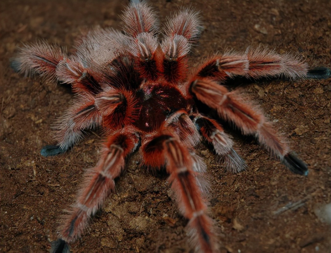 神奇的蜘蛛 天天看點