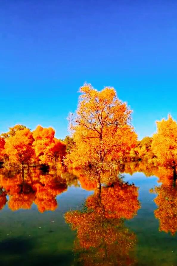秋天的树叶图片（深秋时节超美艳的枫叶图片分享）