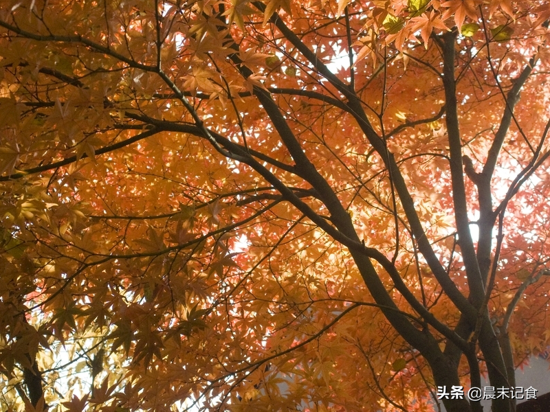 广东秋季养生靓汤十全大补暖身润燥