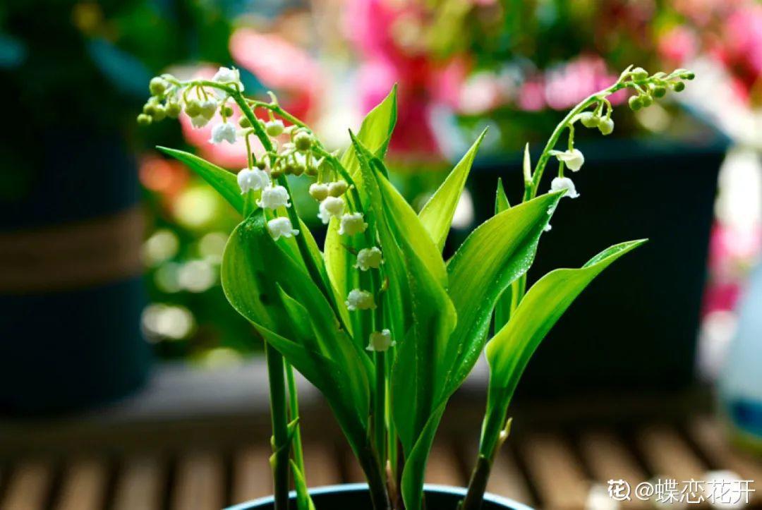 鈴蘭花圖片,鈴蘭花圖片 唯美