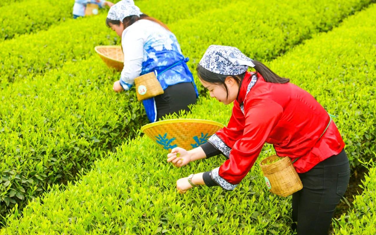 一斤茶叶480元，里面有多少是成本钱？看完才知茶厂才挣钱