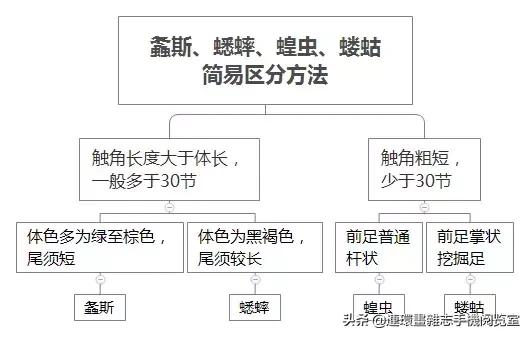 蛐蛐和蝈蝈,蛐蛐和蝈蝈的区别