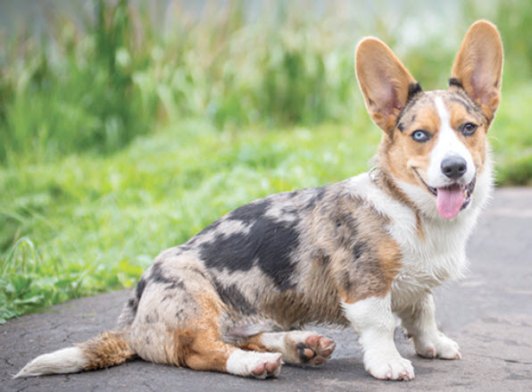 排行榜：9种最聪明的小型犬，你家狗狗在不在其中？