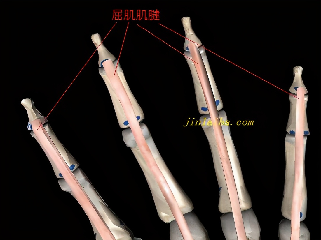 足球比赛为什么拉人(“球衣指”的康复训练)