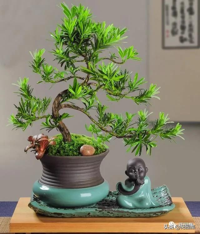 日式庭院该配什么植物?怎么配?看这里