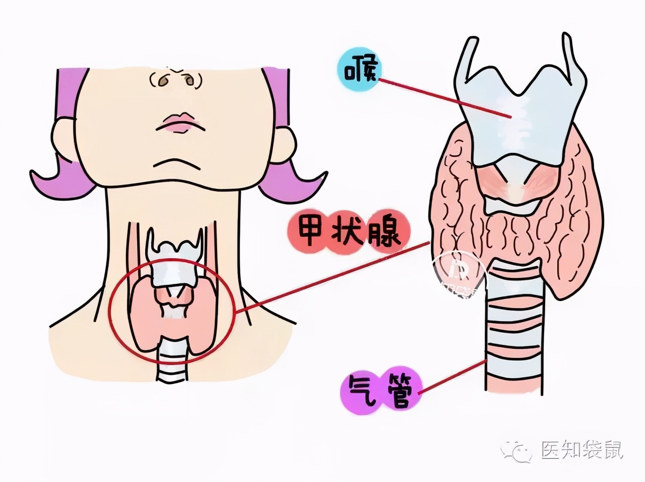 孕期甲状腺功能减退，是宝宝智力发育的“拦路虎”？