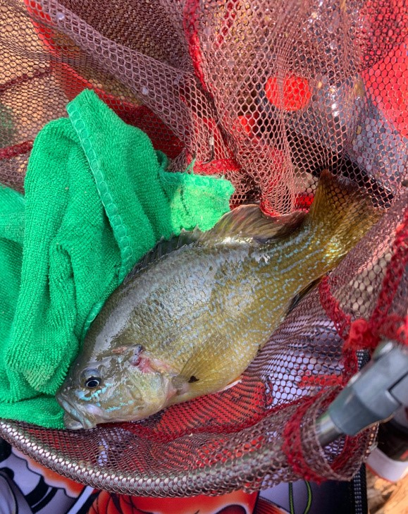 台州一小河太陽魚氾濫,兇猛貪吃,釣魚人:丟塊石頭都追著咬