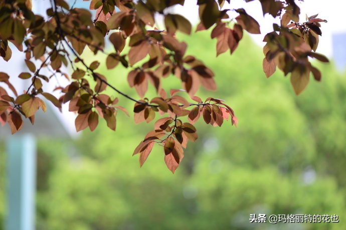 沁香中，恼人的香樟树落叶季又到了 | 植物笔记