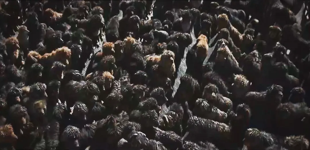 疯狂的藏獒投机史:曾炒到3000万一只,又沦为流浪犬被运往狗肉店