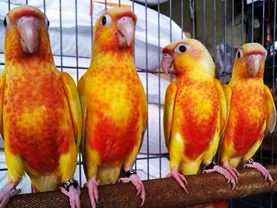 小太阳鹦鹉会说话吗(小太阳鹦鹉的饲养方法与手养技巧)