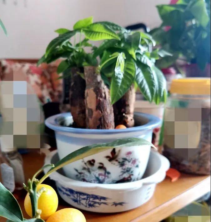 15种花很耐养,掰个叉做水培,发芽开花都可以!