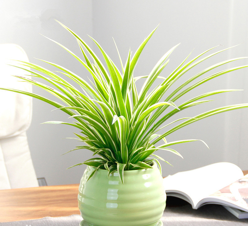 银边吊兰价格(吊兰有) - 价格百科