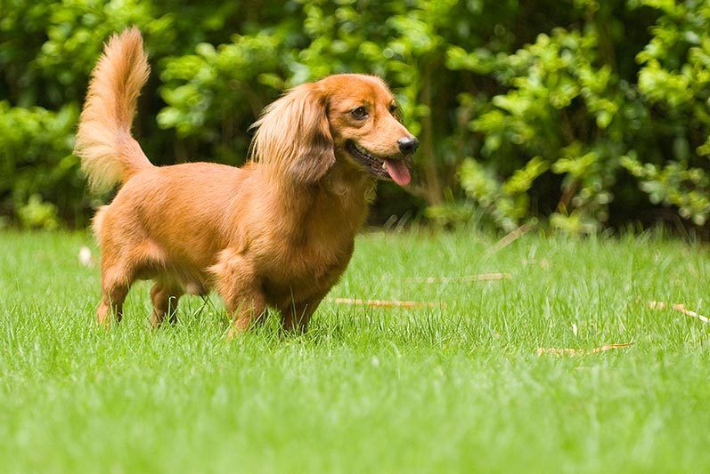 宠物走丢寻找有它们就好了，世界优秀猎犬十大排名！