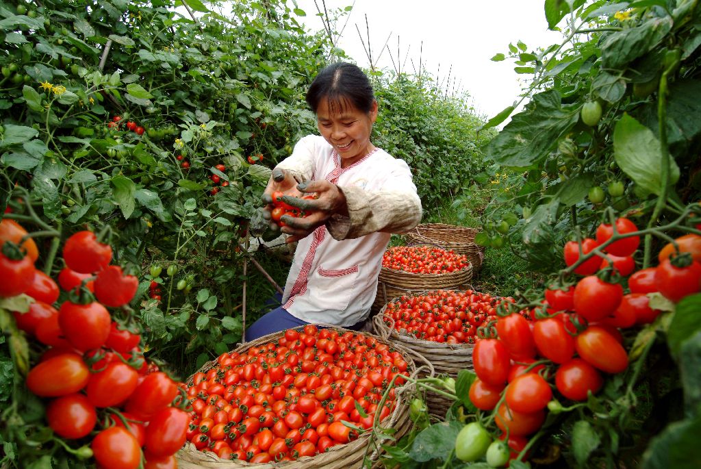 圣女果种植,圣女果种植技术和管理技术