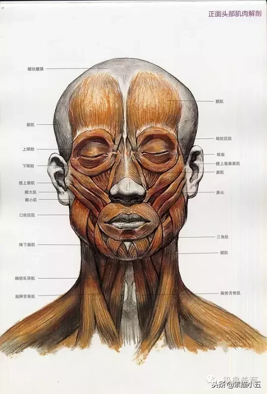 画好头像素描的内功秘籍