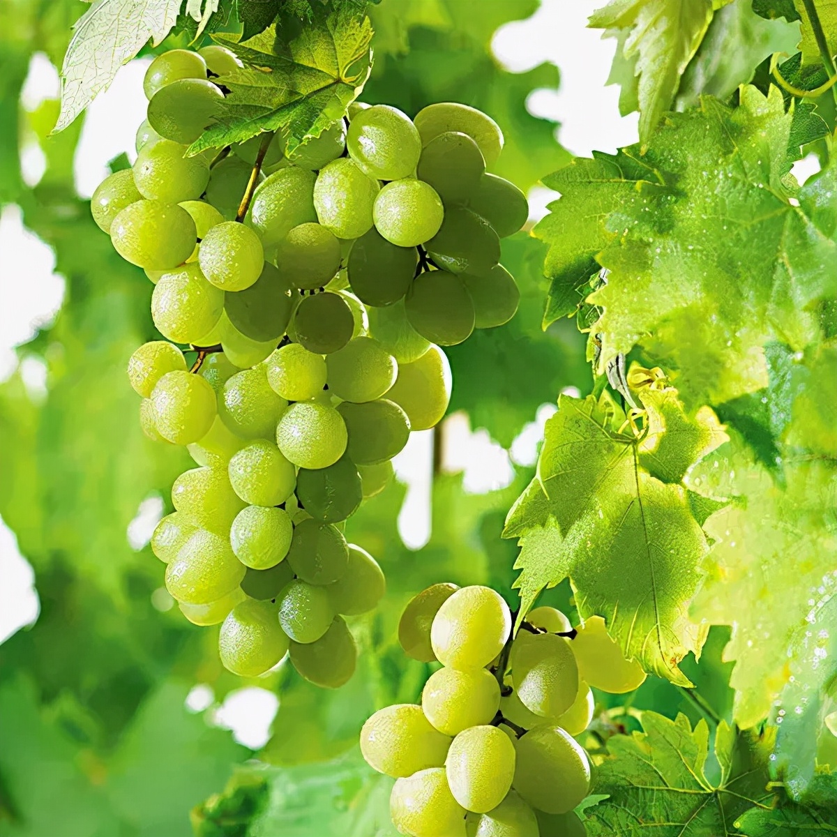 丰收节,果实累累,福气满满